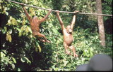 Orang Utans