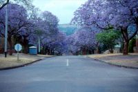 Yakkaranda-Bäume / Pretoria
