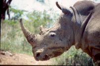 Rhinozerus