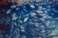 Es gibt auch andere Fische