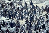 Pinguine
